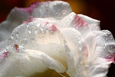 Steam将于明年2月停止macOS 10.13和10.14支持